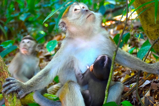 FAMILY JUNGLE TOUR: Orangutan Trek (4-hours hike) by EcoTravel Bukit Lawang - The valley viewpoints and Bohorok River