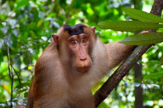 FAMILY JUNGLE TOUR: Orangutan Trek (4-hours hike) by EcoTravel Bukit Lawang - Lunch, fruit, and the return to Bukit Lawang