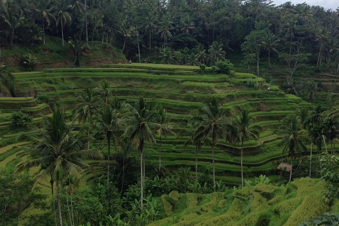 Favorite Sites of Ubud Daytrip - Lumbung Sari House of Coffee