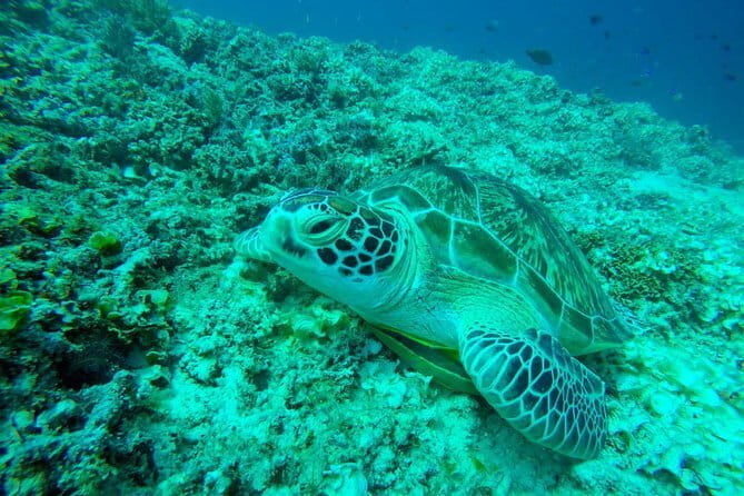From Gili Trawangan & Gili Air Snorkeling Trip Sharing & Private - Quick points to know before booking