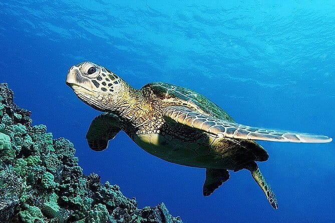 From Gili Trawangan & Gili Air Snorkeling Trip Sharing & Private - Three islands, one busy half-day
