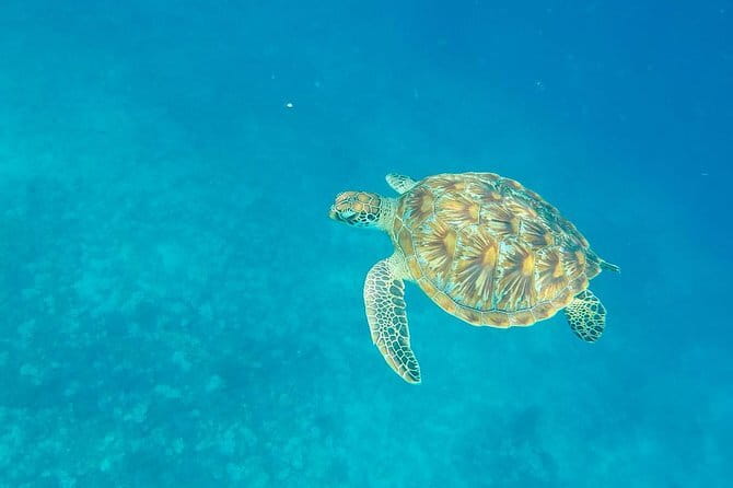 From Gili Trawangan & Gili Air Snorkeling Trip Sharing & Private - Starting at Gili Air Harbour