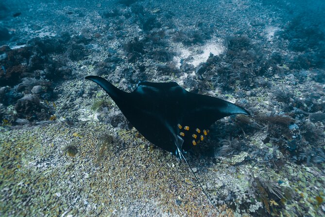 Full-Day Adventure Tour to komodo Island with join Speed Boat tur - Taka Makassar and Manta Point: the day’s biggest gamble