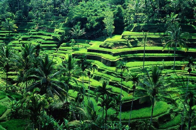 Full Day ATV Ride, Monkey Forest,Tegalalang Rice Terrace - Key points to know before booking