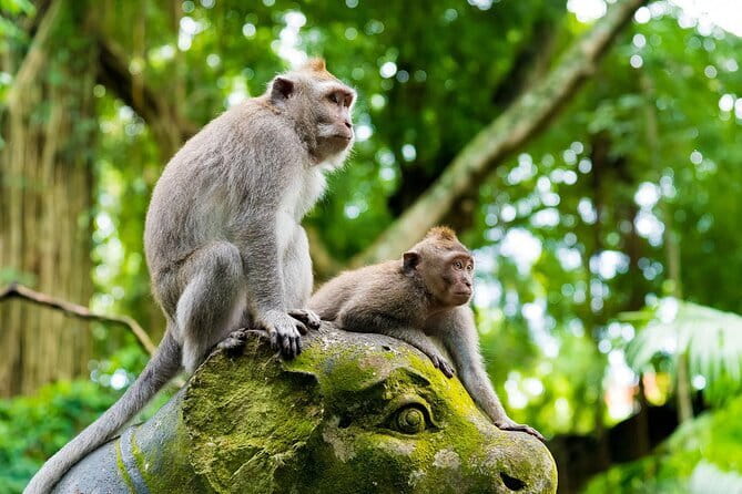 Full Day ATV Ride, Monkey Forest,Tegalalang Rice Terrace - Pertiwi Adventure: mud, waterfalls, and an ATV route