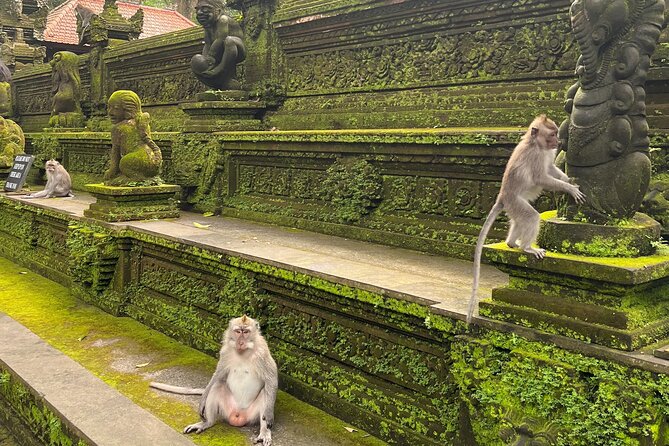 Full Day Best of Ubud Private Tour - The Sacred Monkey Forest Brings You Back to Ubud