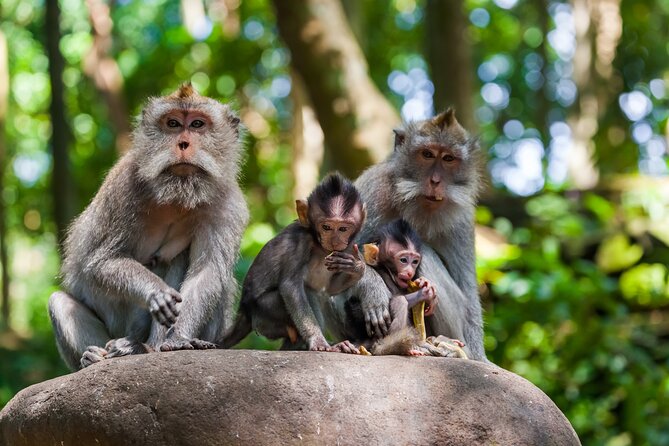 Full Day Best of Ubud Private Tour - Celuk and Batuan Add Local Culture