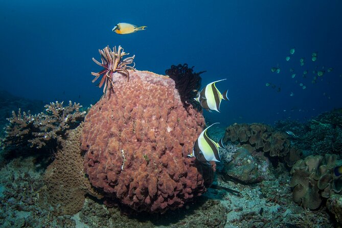 Full-Day Discover Scuba Diving Tour for Beginners in Tulamben - Second underwater stop: the USS Liberty Wreck