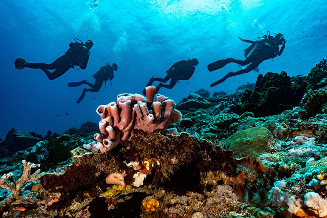 Full-Day Discover Scuba Diving Tour for Beginners in Tulamben - What the private format changes