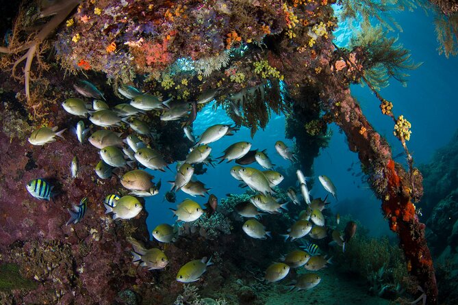 Full-Day Discover Scuba Diving Tour for Beginners in Tulamben - What the $154.95 price really covers