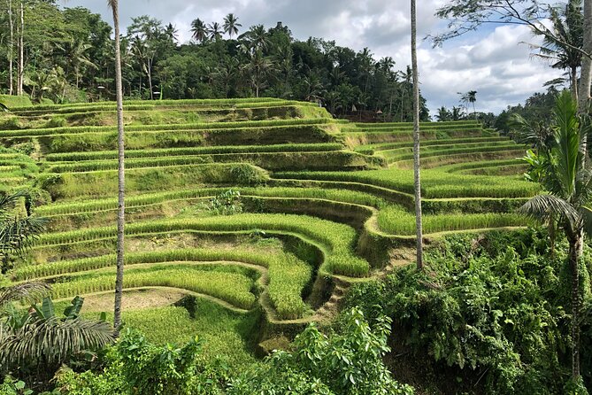 Full-Day Highlights and Best of Ubud Village - Why this private Ubud day works well