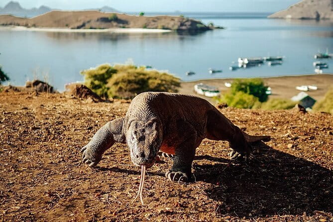 Full Day Komodo Tour With Hey Bali Info Visit 6 Spot - Padar Island: the hard climb with the big reward