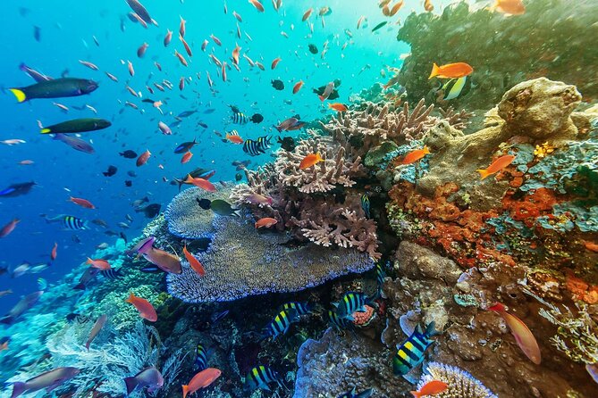 Full-Day Nusa Penida Snorkeling Adventure from Bali - What the $125 price really covers