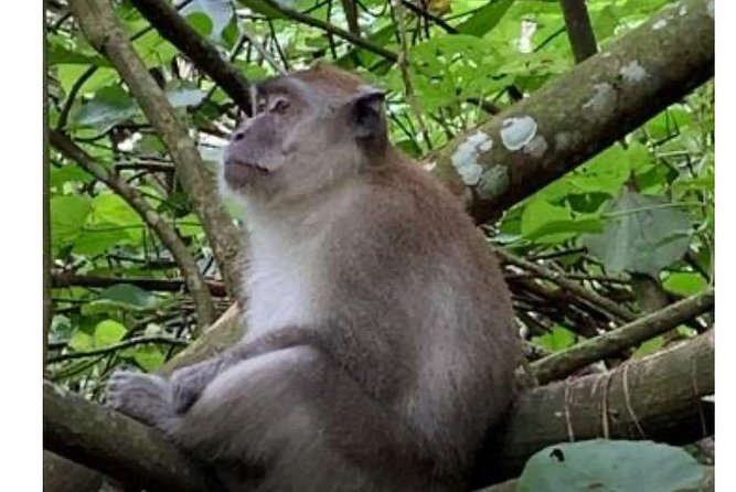 Full-Day Orangutans Adventure in Gunung Leuser - Starting from Bukit Lawang and entering Gunung Leuser