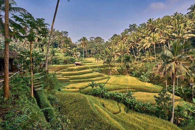 Full Day Private Guided Tour to Bali - Tirta Empul: Bali’s sacred springs