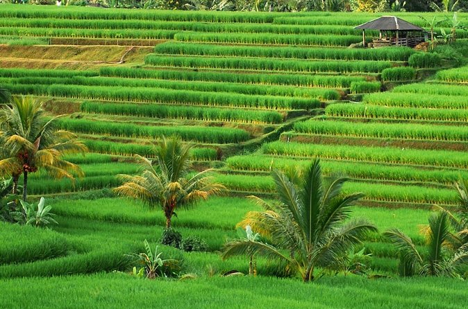 Full Day Private Water Temples Tour in Bali - The real cost is time on the road