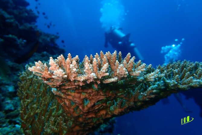 Full-Day Scuba Diving Experience of USAT Liberty in Tulamben - The first 30 to 45 minutes at the shipwreck