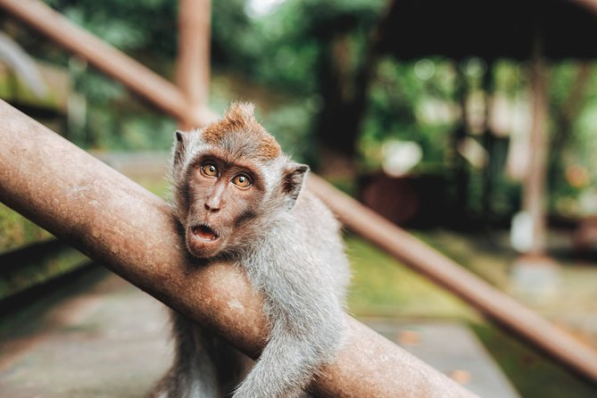 Full day Tour to Best of Ubud with jungle swing - Tegalalang Rice Terrace and the Extra-Cost Swing
