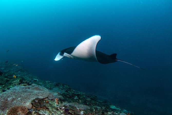Fun Dive Nusa Penida Bali - For Certified Divers - Why Nusa Penida makes a worthwhile scuba day