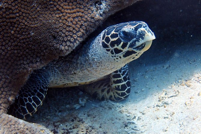 Fun Dive Nusa Penida Bali - For Certified Divers - Lunch, equipment, and what the price covers