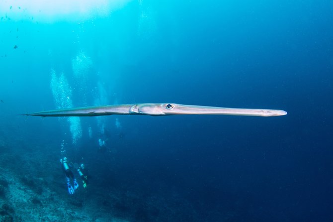 Fun Dive Nusa Penida Bali - For Certified Divers - The team and the safety culture