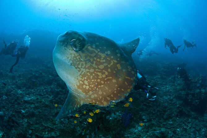Fun Dive Nusa Penida Bali - For Certified Divers - Your 6:30 a.m. start in Sanur