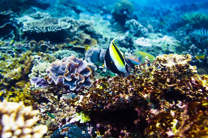 Gili Air : Private Snorkeling with 4 spots - Why the Early Start Matters