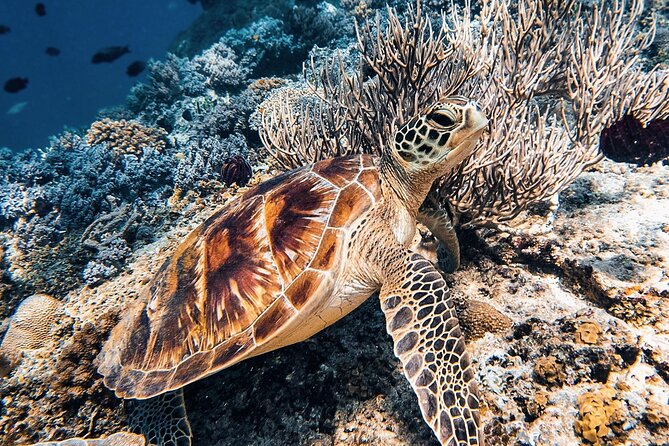 Gili Air: Snorkeling 3 Gili Islands with GoPro Camera - Blue coral reefs and colorful fish