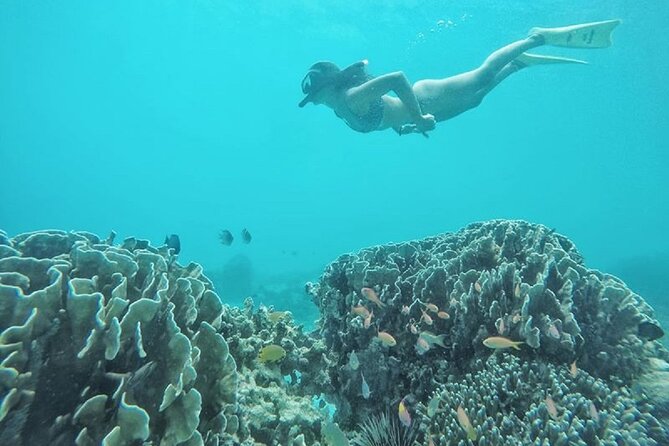 Gili island Snorkeling Half Day Trip departure from Gili Trawangan - Turtles, fish, and what you are most likely to remember