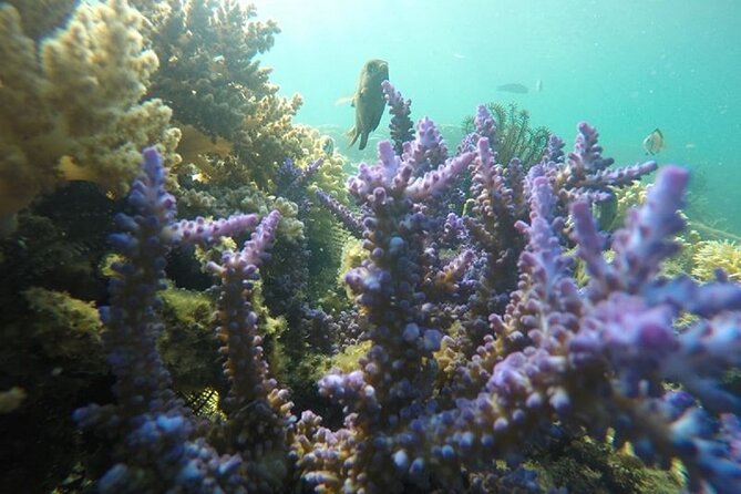 Gili Nanggu,Gili Kedis & Gili Sudak Hopping island & Snorkeling Tour - Practical tips for a smoother outing