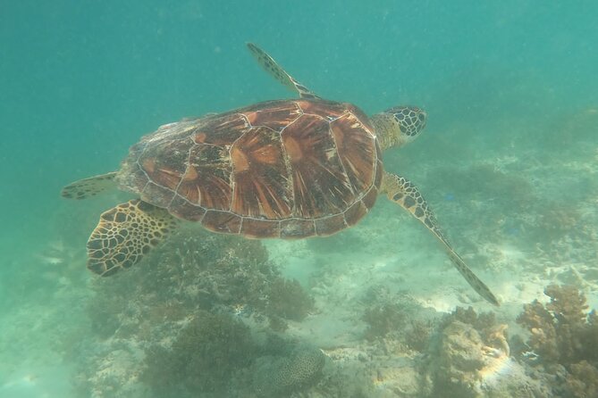Gili Trawangan & Gili Air Snorkeling Tour Turtles & Statue - Crowds, weather, and the best expectations