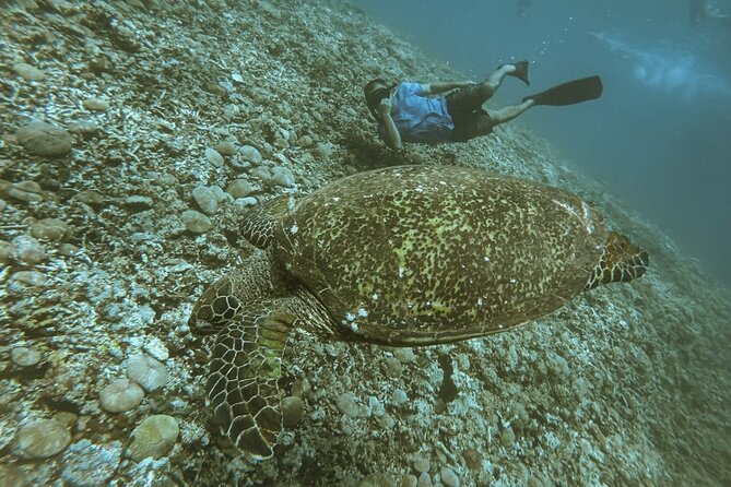 Gili Trawangan,Gili Meno& Gili Air Island:Snorkeling Day Trip Depart from Lombok - Gili Air, lunch, and the Fish Garden