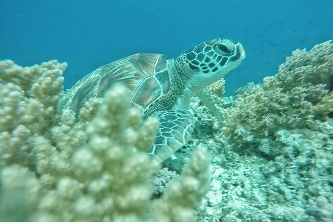 Gili Trawangan,Gili Meno& Gili Air Island:Snorkeling Day Trip Depart from Lombok - Gili Trawangan and the underwater statues