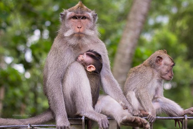 Gorilla Cave ATV Bali Ubud, Monkey Forest, Temple, and Lunch - Monkey Forest: shade, wildlife, and a few rules