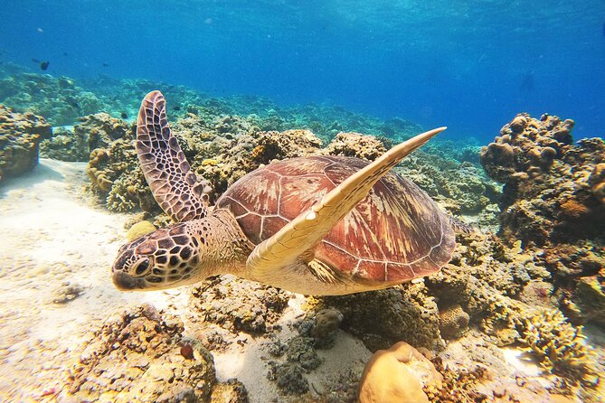 Group Snorkeling Tour Gili Islands Including GoPro Documentation - What the five-and-a-half-hour outing includes