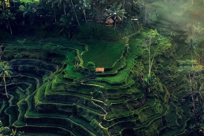 Half Day Private Tour in Ubud - Why a private car makes Ubud easier
