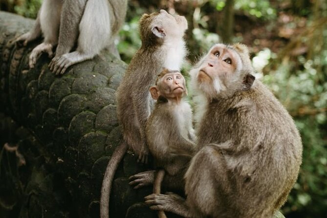Half Day Private Tour in Ubud - Tirta Empul Temple and the meaning of holy water