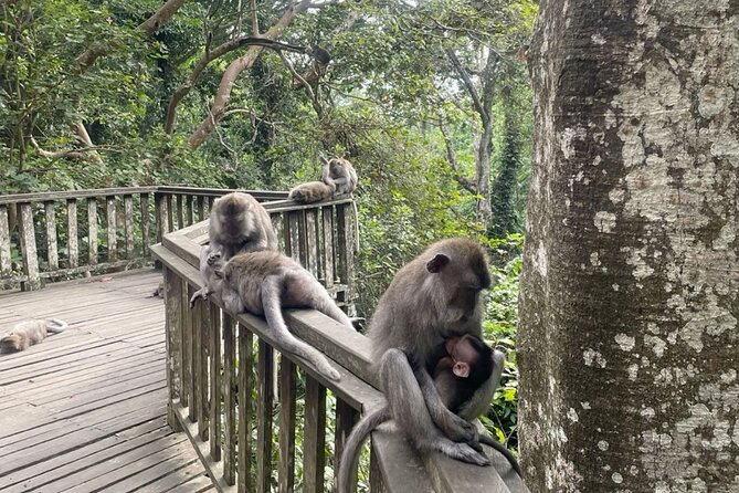Half Day Private Tour in Ubud - Lunch at noon, with your own budget