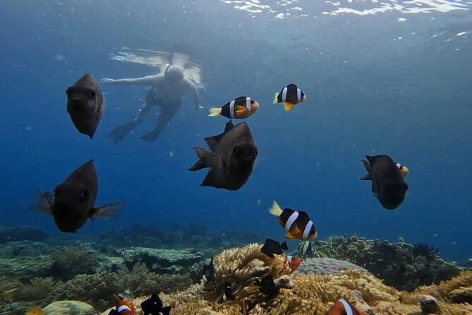 Island Hoping 5 Gili : Gili Gede, Asahan, Rengit, Layar & Goleng - Gili Layar for Coral and Clear Water