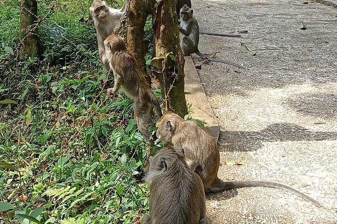 Jakarta Bogor Botanical Garden, Waterfall and Rice terrace, Lunch - Seeing wayang golek made by hand