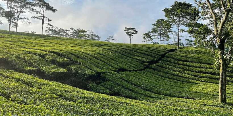 Jakarta: Volcano, Tea/Rice Fields, Hot Spring, Local Food - Tropical fruit near the volcano
