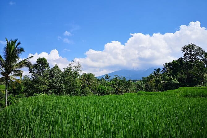 Jungle Trekking at Mt. Batukaru, scenic Waterfall & village life - Two hours beneath the trees on Mount Batukaru