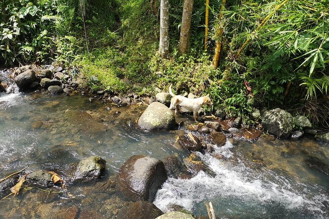 Jungle Trekking at Mt. Batukaru, scenic Waterfall & village life - Balikaru’s family garden, farm, and Trigona bees