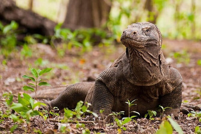 Komodo Island Adventure from Bali (Day Trip) - Key points to know before booking