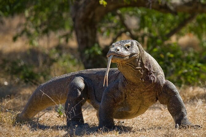 Komodo Island Adventure from Bali (Day Trip) - The 7:00 am start and the long travel day