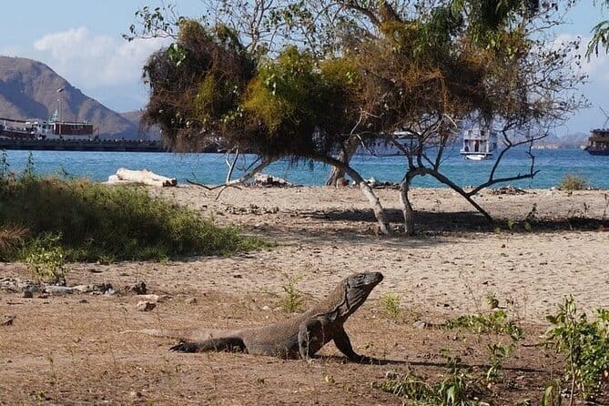 Komodo Islands with Speedboat in Labuhan Bajo - The 6:30 a.m. start and speedboat rhythm