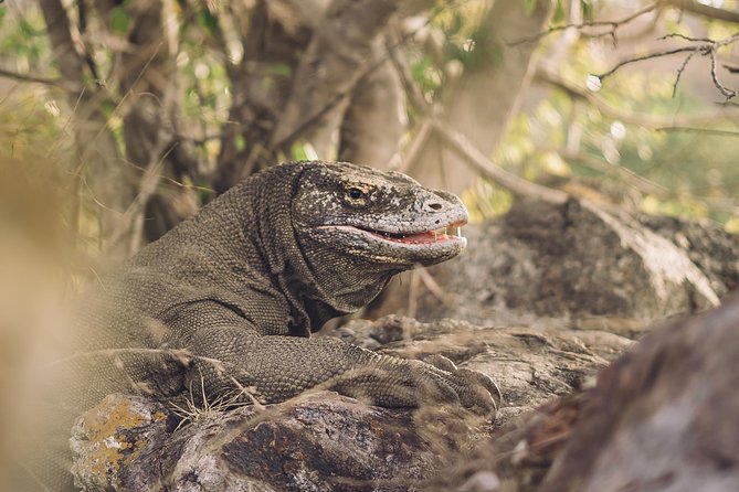 Komodo Private Boat tour 3Days 2 Night - Boat comfort: the detail that can make or break the trip