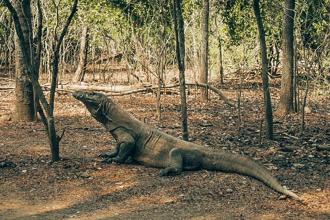 Komodo Private Boat tour 3Days 2 Night - Meals, costs, and what $850 buys you