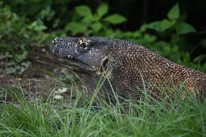 Komodo Private Boat tour 3Days 2 Night - Booking advice and cancellation terms