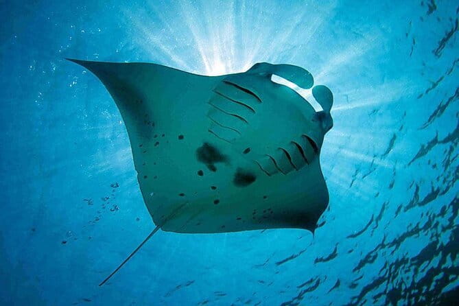 Lembongan Snorkeling at Manta Bay, Crystal Bay and Mangrove - The GoPro photos are a real part of the value